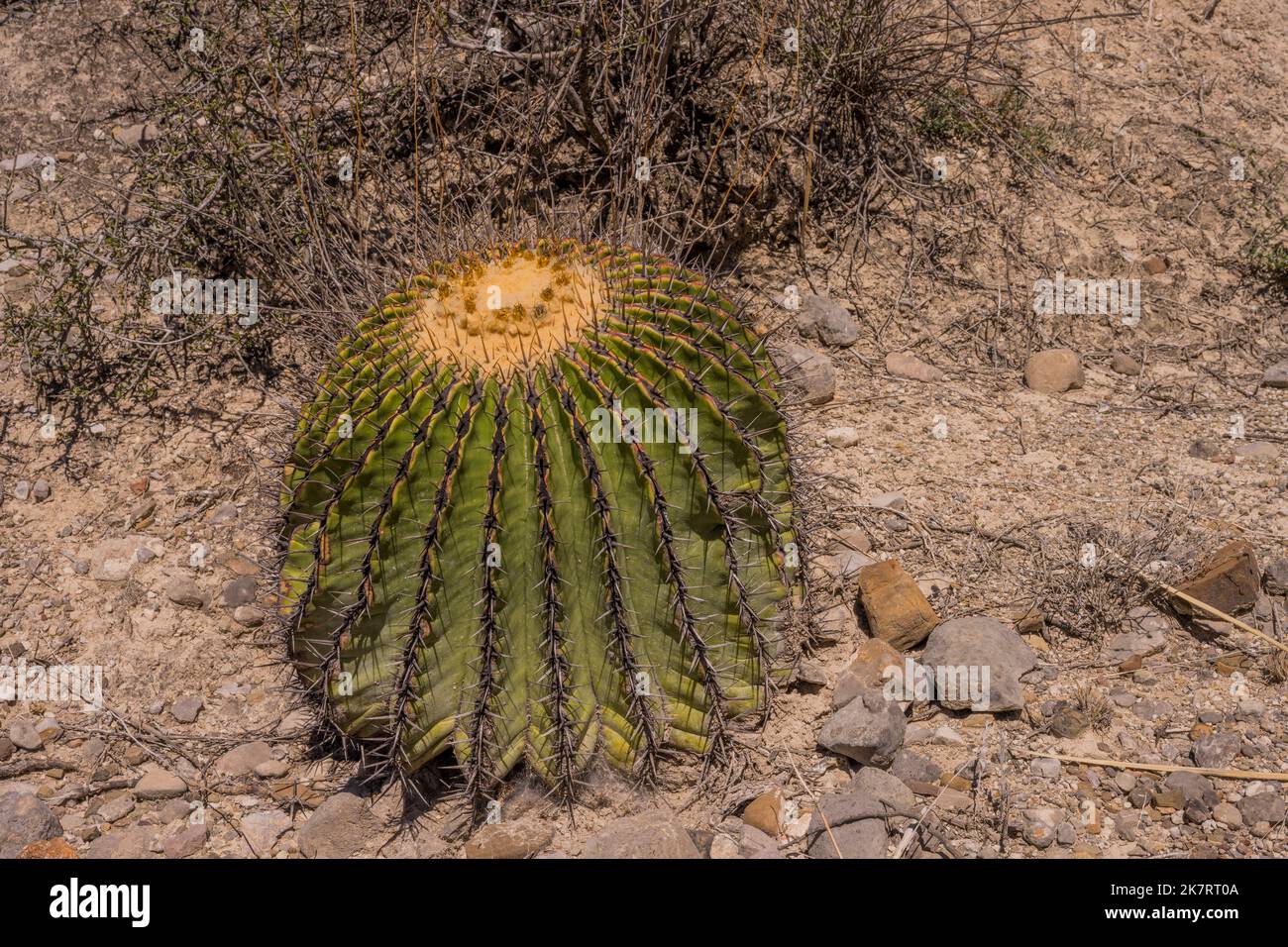 Ein Echinocactus plathyacantus (Schwiegermutter) Kakteen im Tehuacan-Cuicatlan Biosphärenreservat (UNESCO-Weltkulturerbe) in der Nähe des Dorfes Z Stockfoto