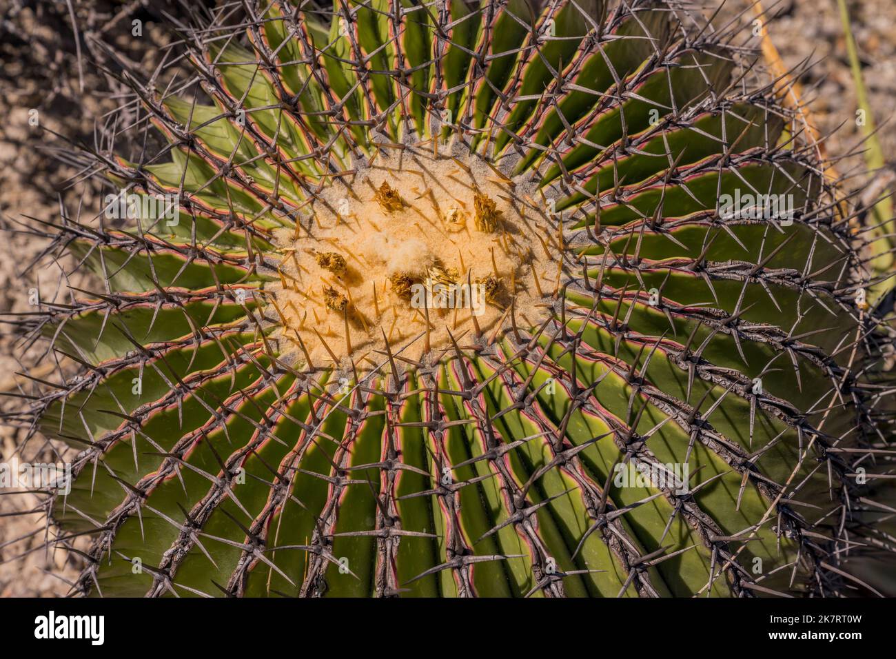 Nahaufnahme eines Echinocactus plathyacantus (Schwiegermutter) Kakteen im Tehuacan-Cuicatlan Biosphärenreservat (UNESCO-Weltkulturerbe) in der Nähe des Stockfoto