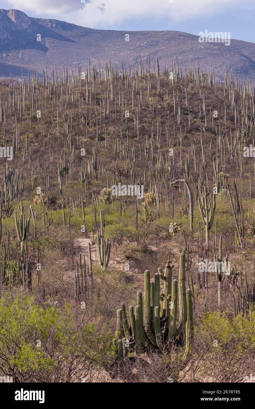 Kaktuslandschaft im Biosphärenreservat Tehuacan-Cuicatlan (UNESCO-Weltkulturerbe) in der Nähe des Dorfes Zapotitlan de las Salinas, in der St. Stockfoto