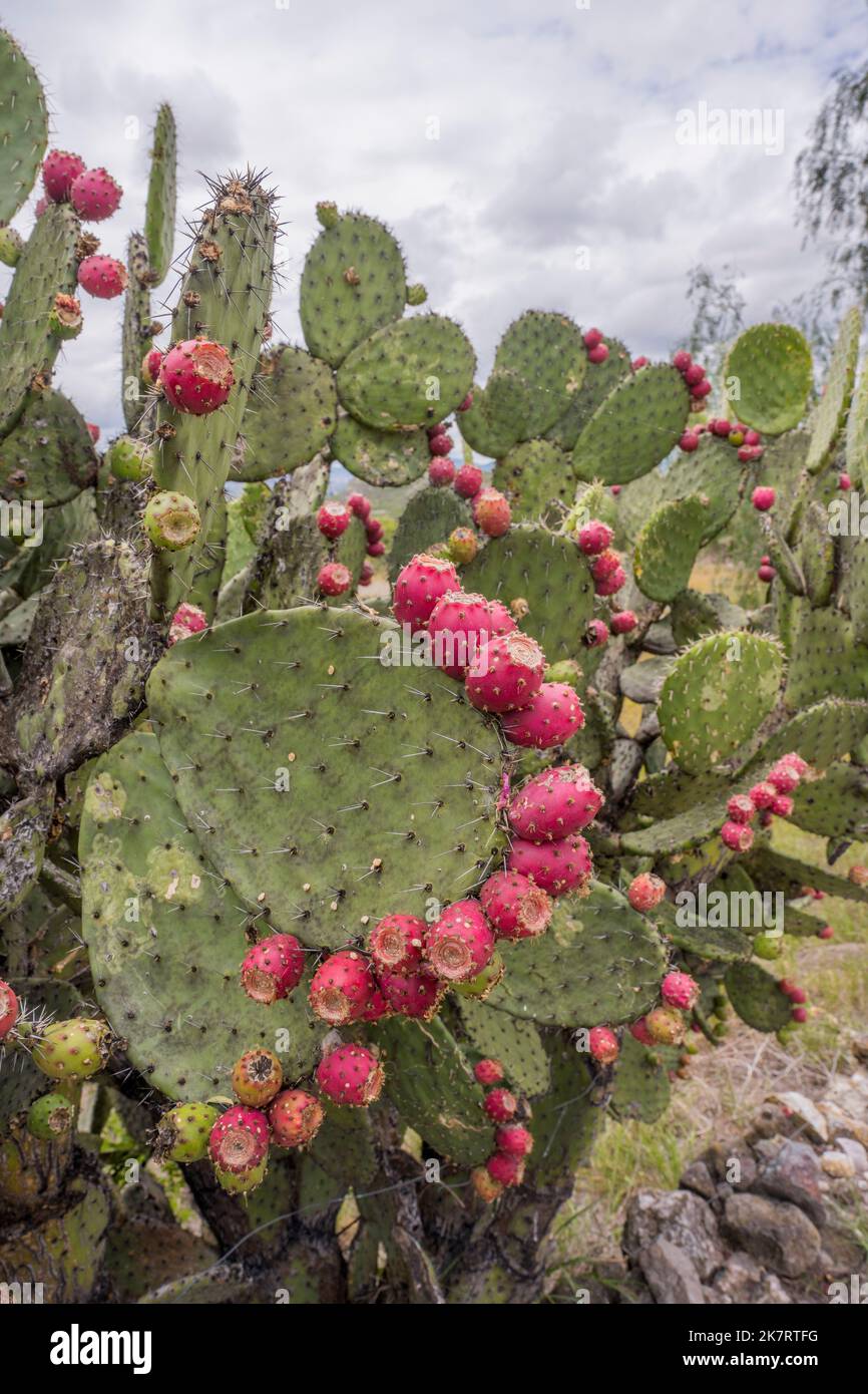 Rote Früchte auf Opuntia-Kakteen an der archäologischen Stätte von Yagul (vor Ort als Pueblo Viejo bekannt) im Tal von Oaxaca, im Süden Mexikos. Stockfoto