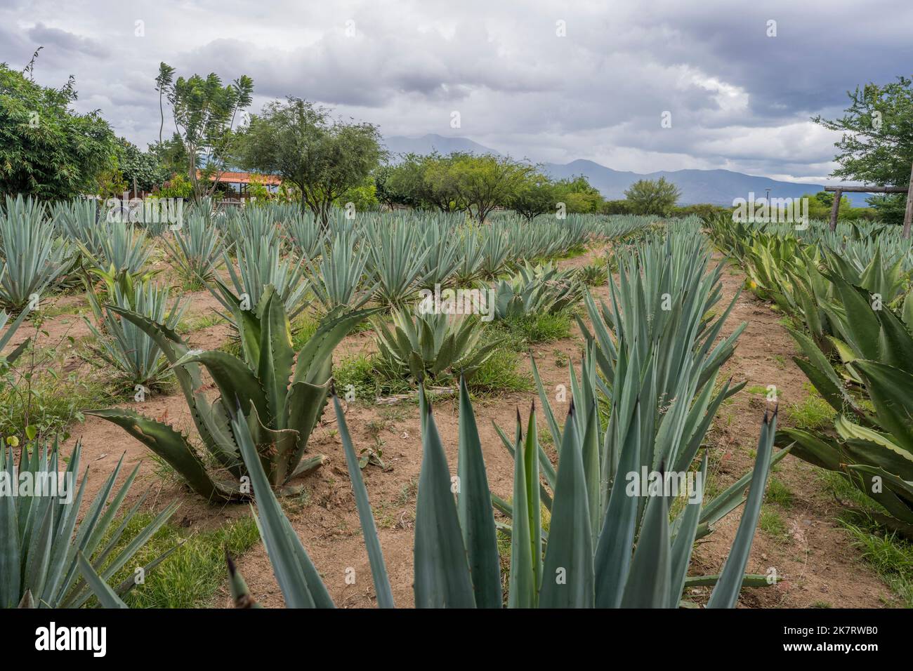 Eine Agavenplantage für die Mezcal-Produktion im Tal von Oaxaca in der Nähe von Teotitlan del Valle im Süden Mexikos. Stockfoto
