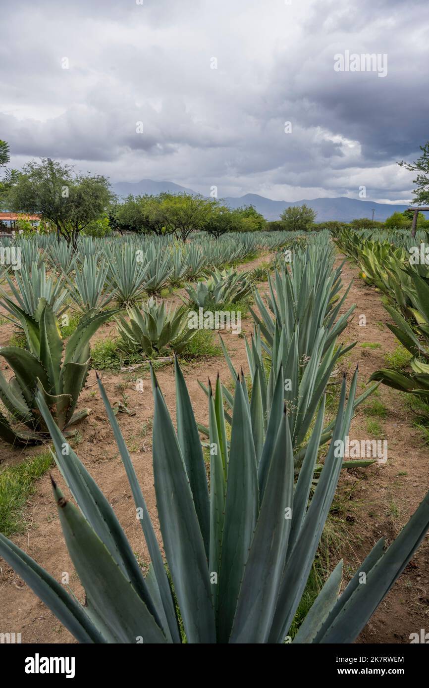 Eine Agavenplantage für die Mezcal-Produktion im Tal von Oaxaca in der Nähe von Teotitlan del Valle im Süden Mexikos. Stockfoto