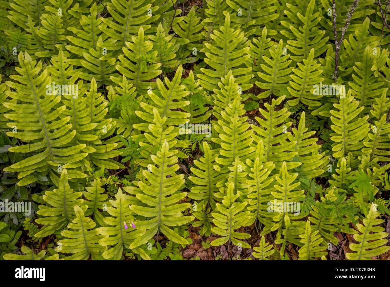 Eine Art polypodium (tropischer Farn), der auf dem Weg zum Jaguar-Hügel wächst, einem wichtigen religiösen Ort der Zapoteken, in der Nähe des ehemaligen Bergbaues VI Stockfoto