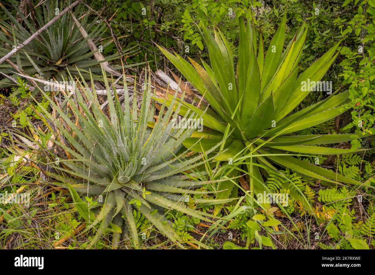 Eine Yucca und eine Agave wachsen entlang des Weges zum Jaguar Hügel, einer wichtigen religiösen Stätte Zapoteks, in der Nähe des ehemaligen Bergbaudorfes Lachat Stockfoto