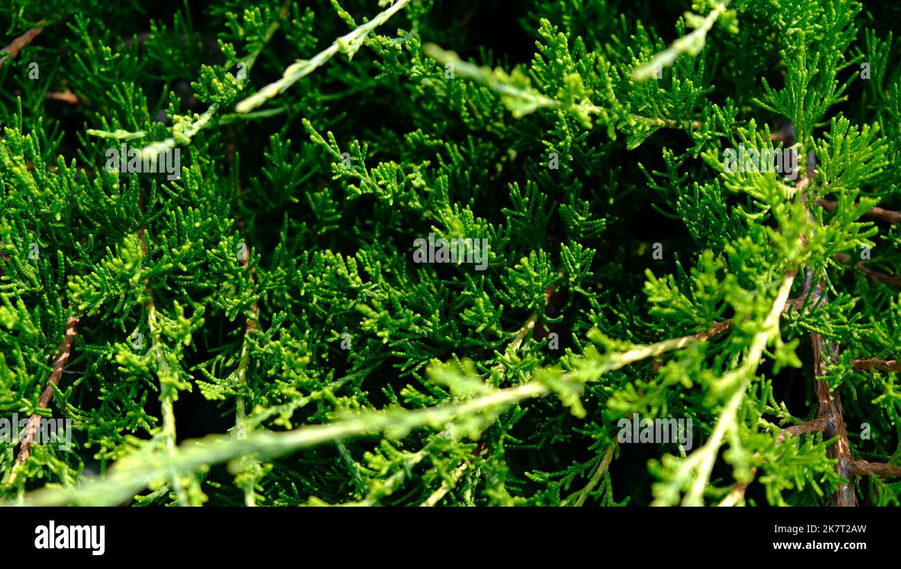 Schöne frische grüne Blätter des Wacholderkosaken - Juniperus sabina, ist Nadelstrauß. Stockfoto