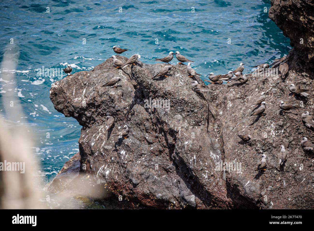 Eine Schar schwarzer Seeschwalben, Anous minutus, thront auf einem Lave-Felsen nahe dem Black Sand Beach im Waianapanapa State Park, Maui, Hawaii. Wir haben Noio angerufen Stockfoto