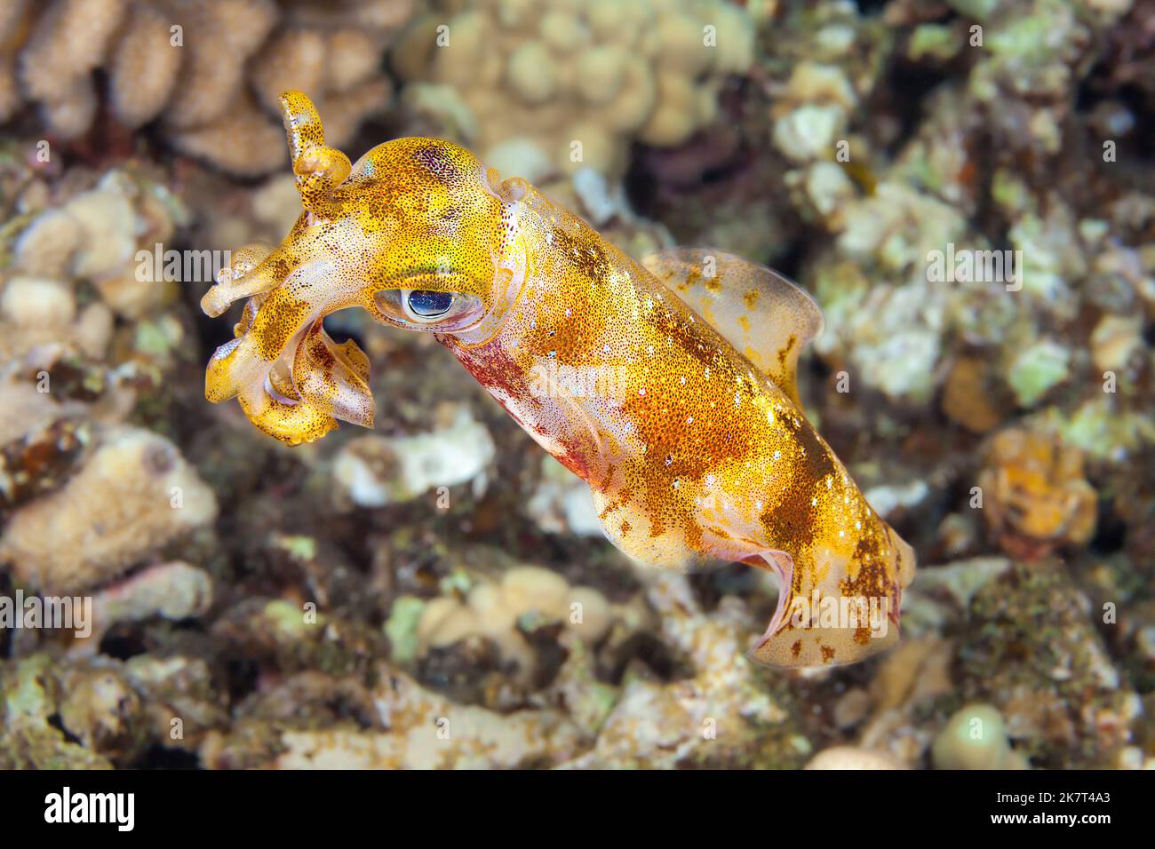 Der ovale Tintenfisch, Sepioteuthis lessoniana, kann eine Länge von 14 Zoll erreichen. Hawaii. Stockfoto