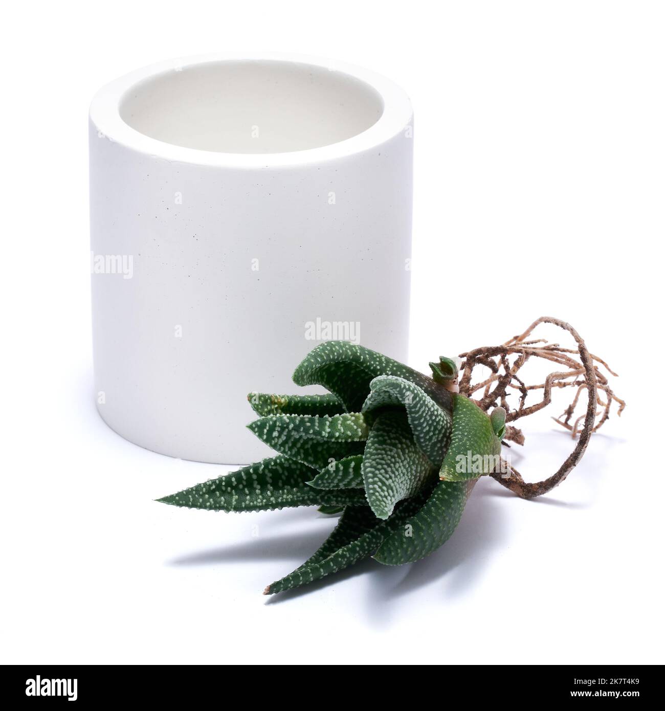 Sukulente haworthia Pflanze mit Wurzeln bereit zum Einpflanzen in White Ceramic Pot Stockfoto