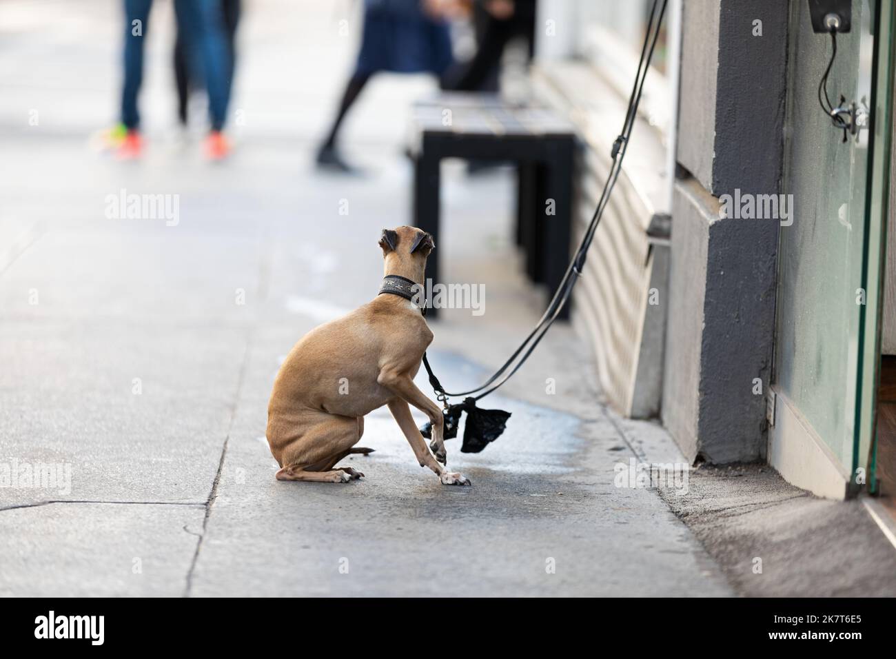 Hund sitzt vor einem Geschäft und will spazieren gehen Stockfoto