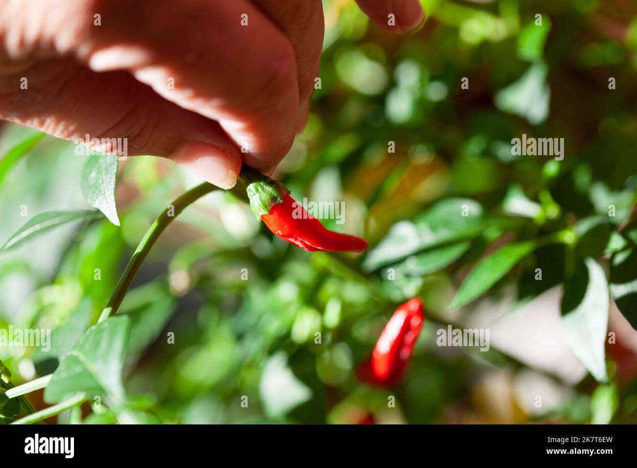 Gartenarbeit / Nachhaltiges Wohnkonzept der Mensch erntet grüne Chilischoten aus einem eigenen Garten. Stockfoto