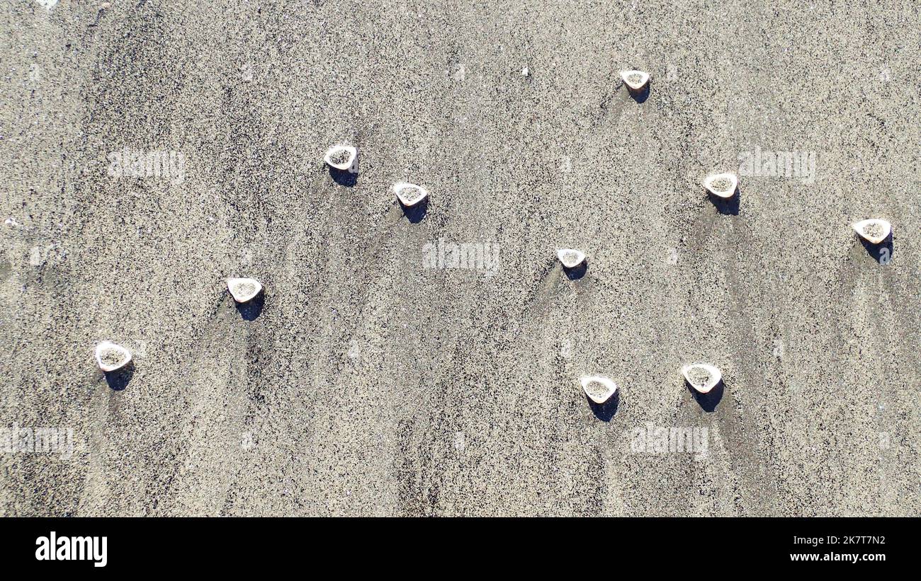 Kleine Muschelschalen, gefüllt mit Sand, der von der rückläufigen Flut zurückgelassen wurde, und werfen kleine Schatten auf einen neuseeländischen Strand Stockfoto