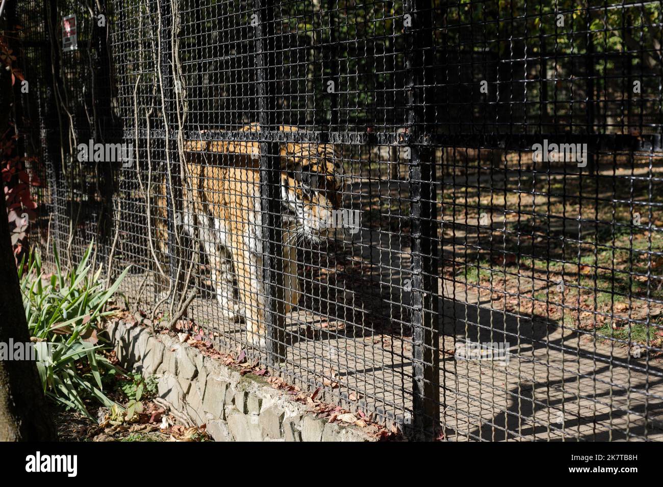 Käfig sibirischer Tiger in einem osteuropäischen Zoo. Käfigwild. Tiermissbrauch. Stockfoto