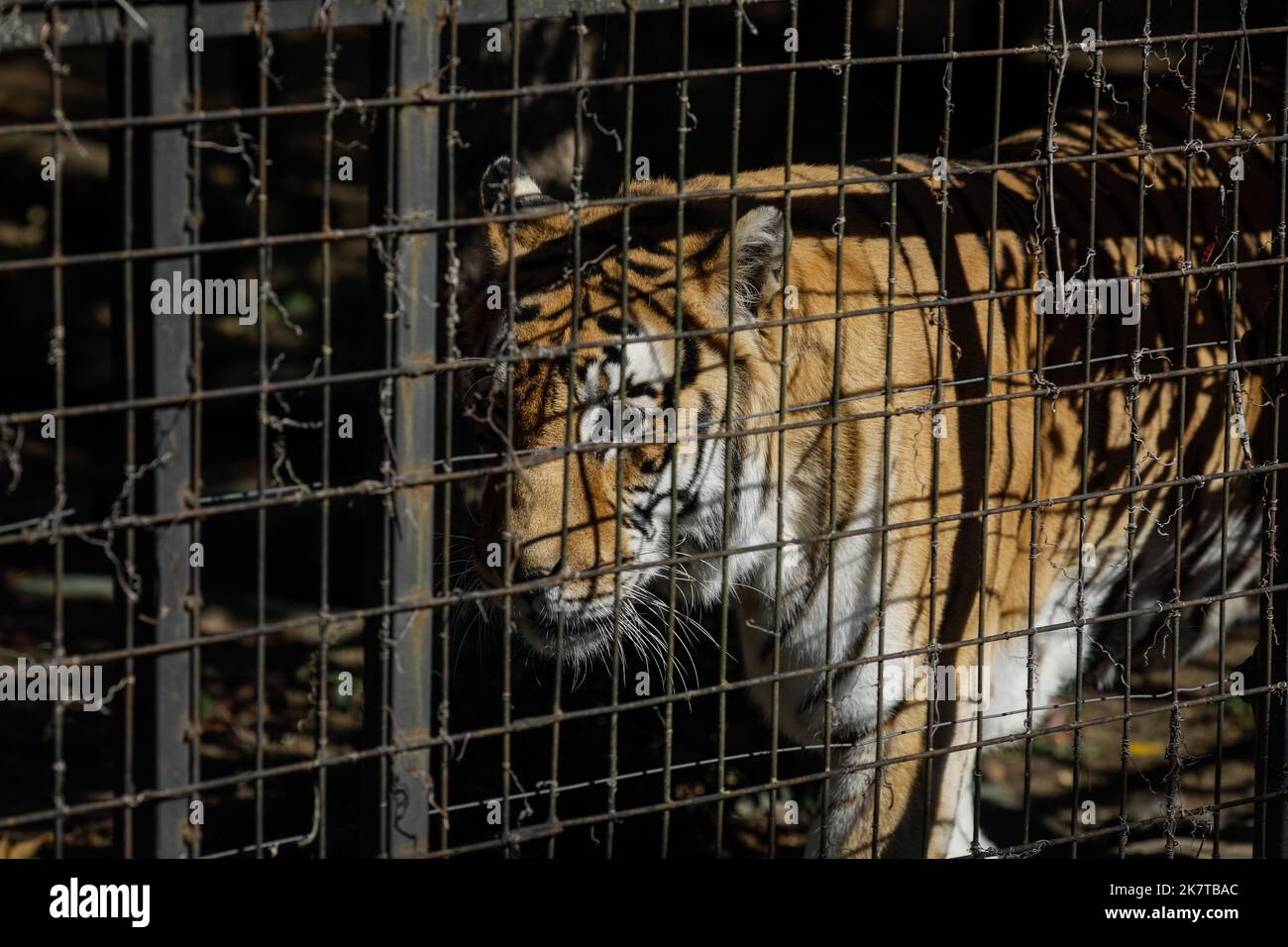 Indischer Tiger im Käfig in einem osteuropäischen Zoo. Käfigwild. Tiermissbrauch. Stockfoto