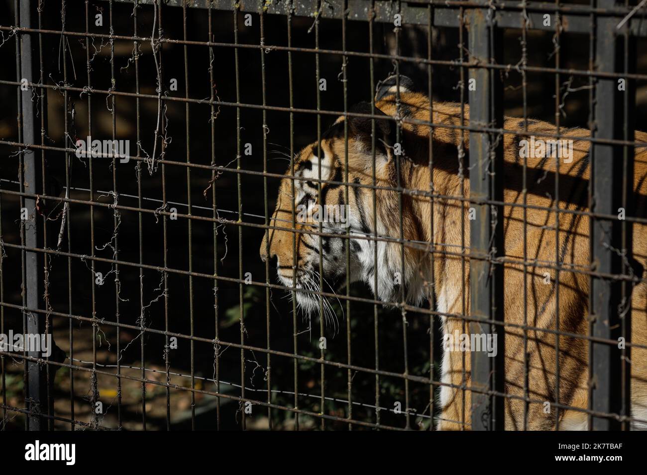 Indischer Tiger im Käfig in einem osteuropäischen Zoo. Käfigwild. Tiermissbrauch. Stockfoto
