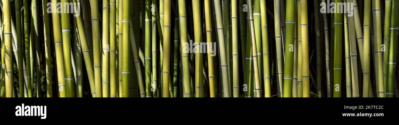 Blick auf den Bambuswald. Horizontale Ausrichtung. Konzept. Stockfoto