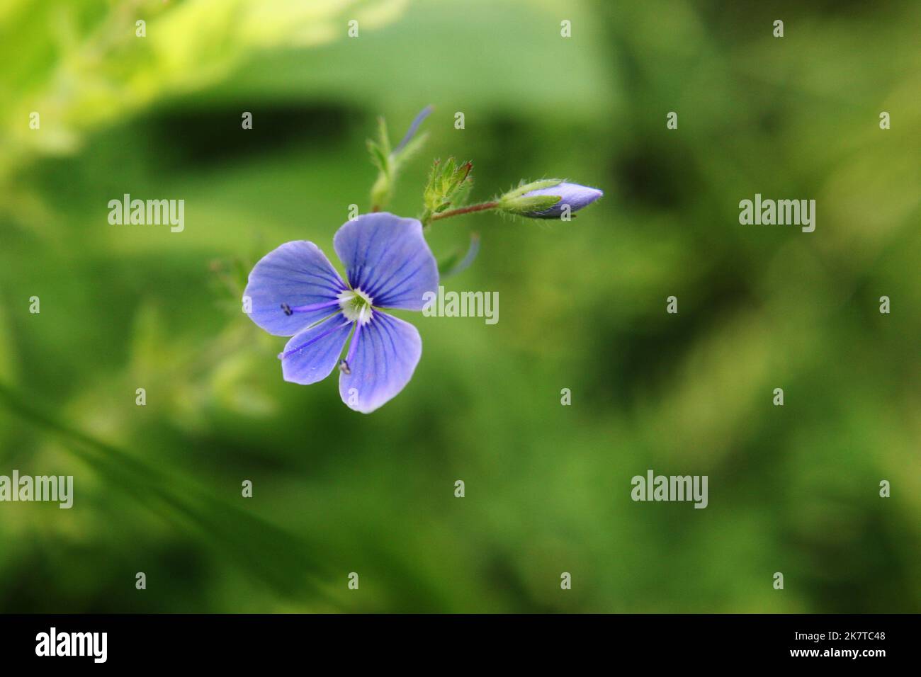 Hellblauer Wand-Speedwell oder Maisspeedwell oder gewöhnlicher Speedwell oder Felsspeedwell (Veronica arvensis) blühen aus nächster Nähe Stockfoto