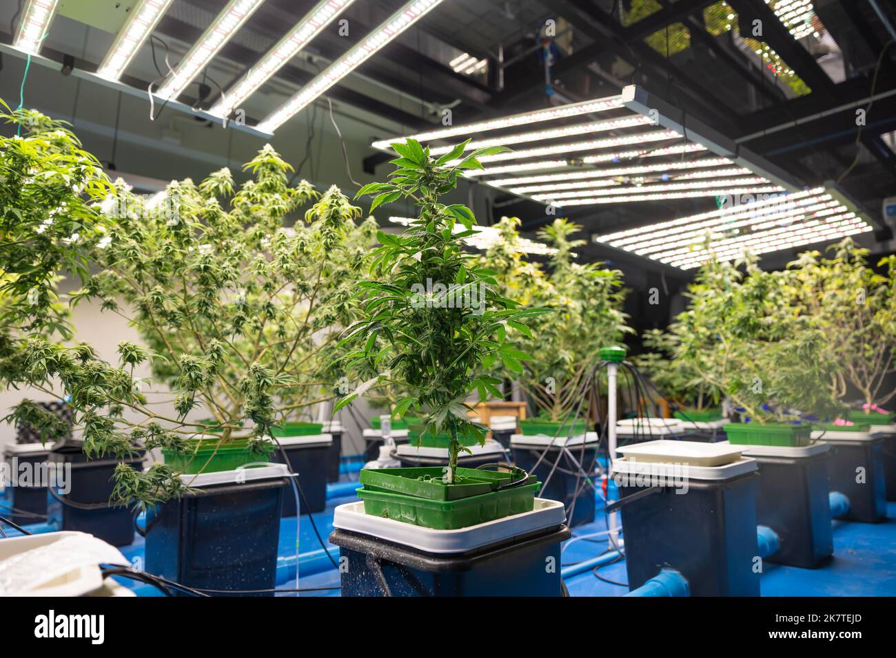 Pflanzenzucht in Innenräumen. Cannabis Sativa oder Cannabis Indica Landwirtschaft mit Kontrolllicht und Umweltzustand Stockfoto