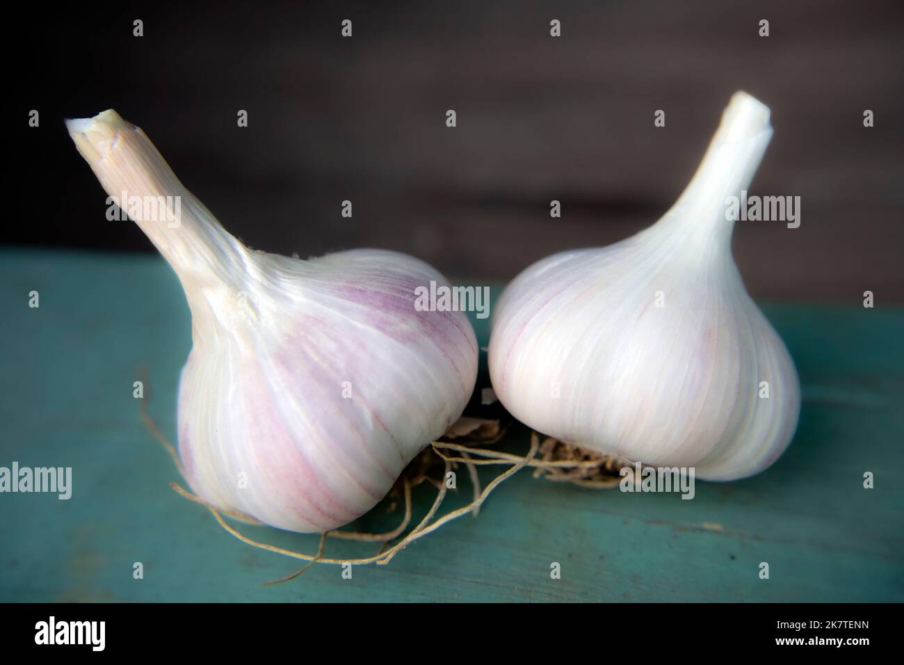 Zwei ganze Köpfe von Knoblauchzehen auf natürlichem ländlichen Hintergrund. Weicher, selektiver Fokus. Öko gesunde Lebensmittel. Nahaufnahme eines Lebensmittelportraits von zwei Knoblauchzwiebeln Stockfoto