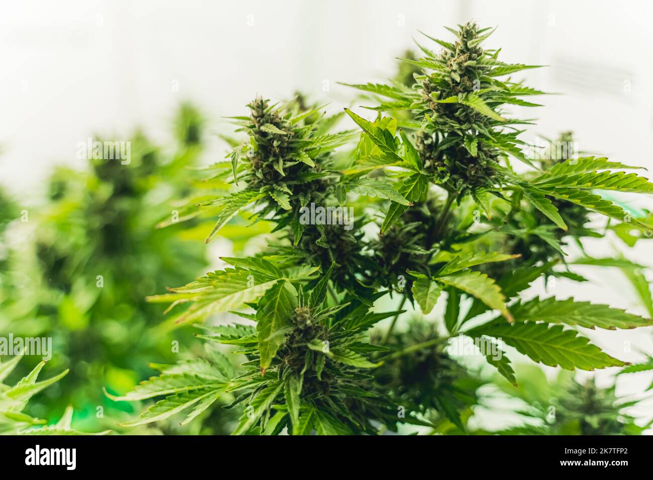 Große, belaubte Cannabispflanze mit Marihuanaknospen, die durch weißen Hintergrund isoliert sind. Hochwertige Fotos Stockfoto
