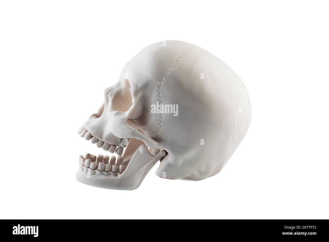 Menschlicher Schädel mit open jaw auf weißem Hintergrund mit Freistellungspfad isoliert Stockfoto