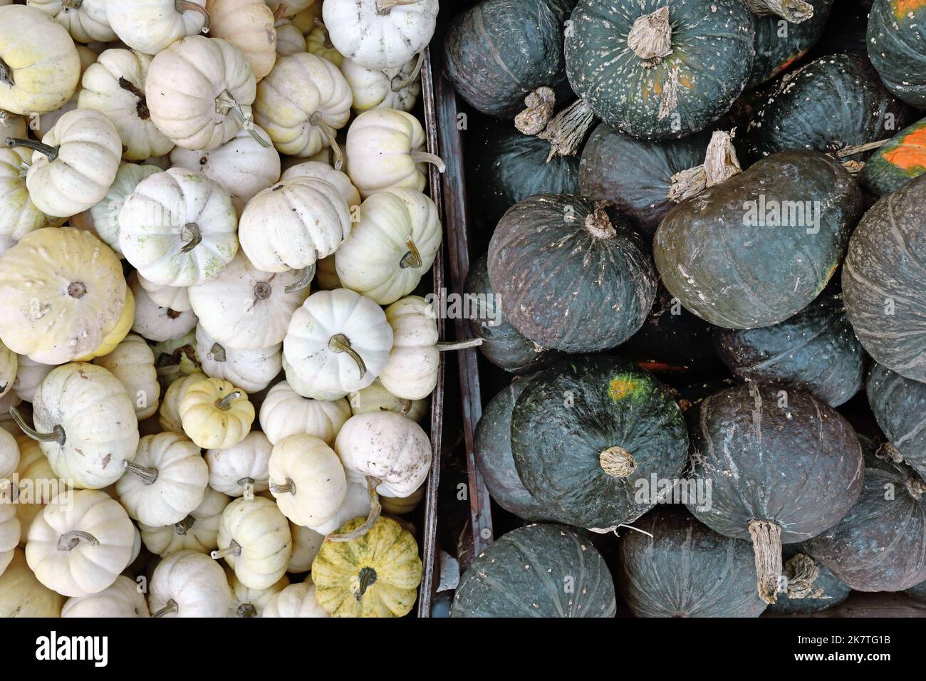 Mix aus weißen Baby Boo Kürbissen und dunkelgrünen Kabocha Squashes Stockfoto