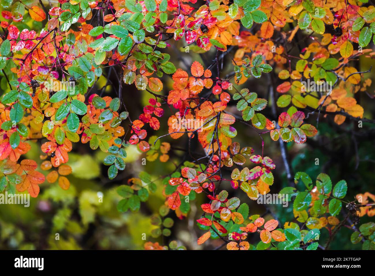 Abstraktes Naturfoto mit bunten Blättern wilder Rose in der Herbstsaison, Nahaufnahme mit selektivem Fokus Stockfoto