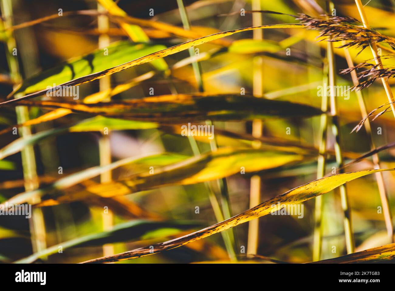 Abstrakt verschwommener natürlicher Hintergrund mit Küstengras-Muster. Gelbgrüne Blätter winken im Wind, Makrofoto mit selektivem Weichfokus Stockfoto