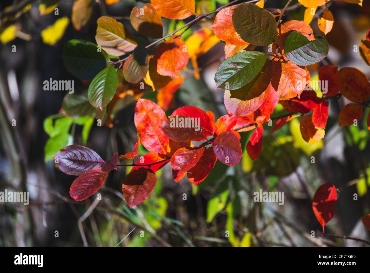 Natürlicher Hintergrund im Herbst. Helle, farbenfrohe Blätter der Apfelbeere, Nahaufnahme mit selektivem Weichfokus Stockfoto