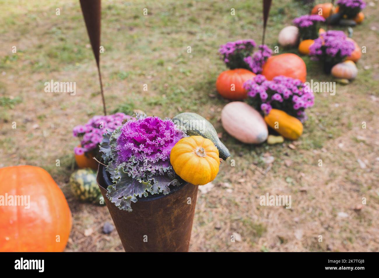 Kürbisse Halloween Gartendekoration mit Zierkohl oder blühendem Kraut und kleinem Kürbis im Park. Nahaufnahme, selektiver Fokus. Halloween und Thanksgiving natürliche DIY Dekoration Stockfoto