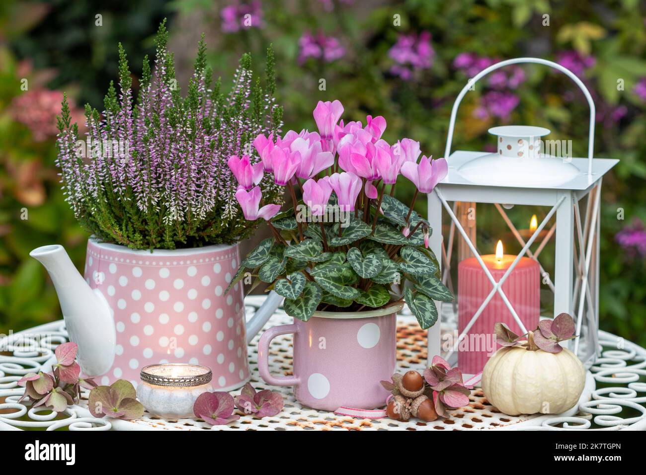 Blumenarrangement mit rosa Cyclamen, Heidekraut und Laterne Stockfoto