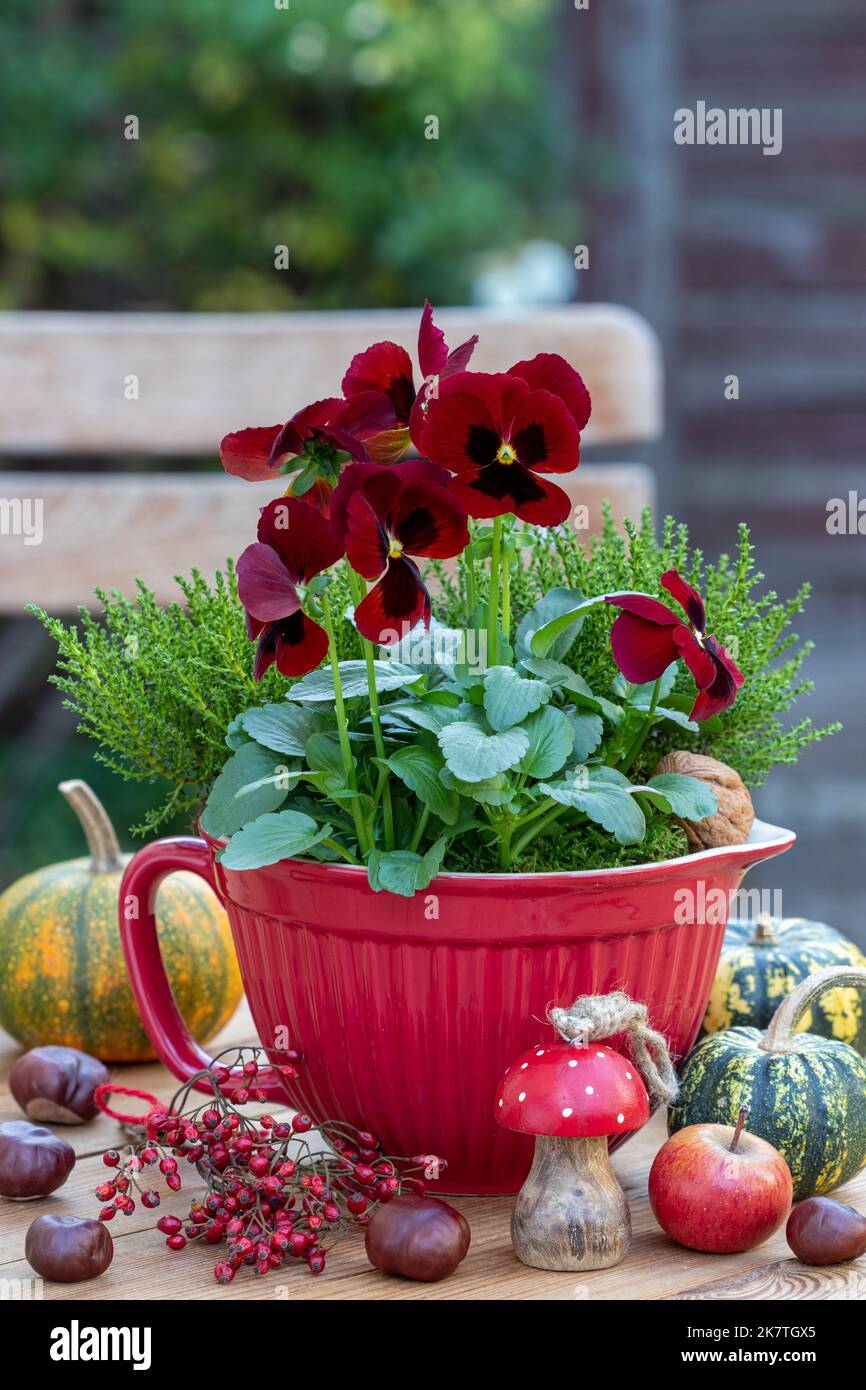 Rote Viola Blume im Porzellantopf als herbstliche Blumendekoration Stockfoto