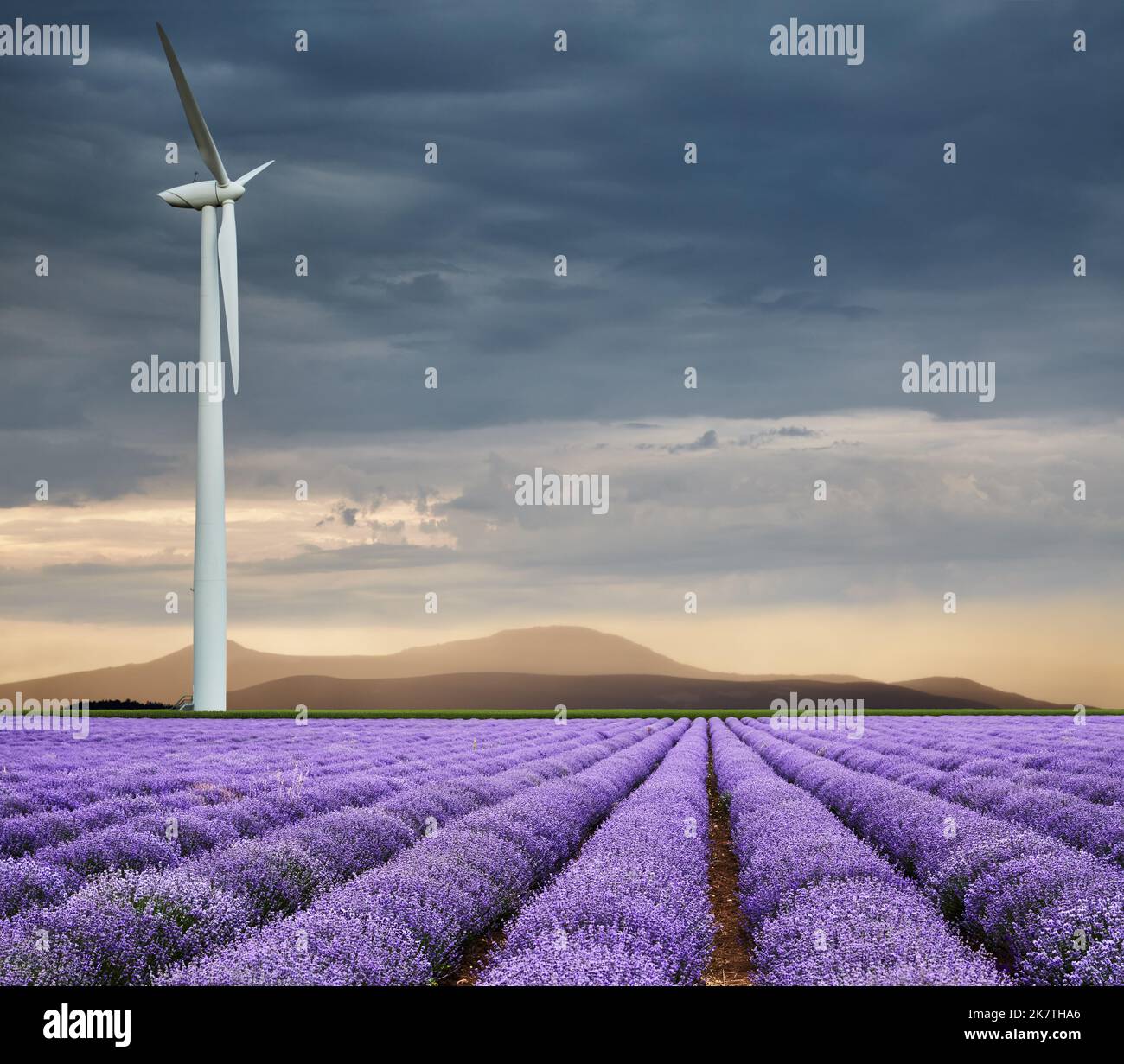 Schönes blühendes Lavendelfeld und Windturbine gegen bewölkten Himmel bei Sonnenuntergang Stockfoto