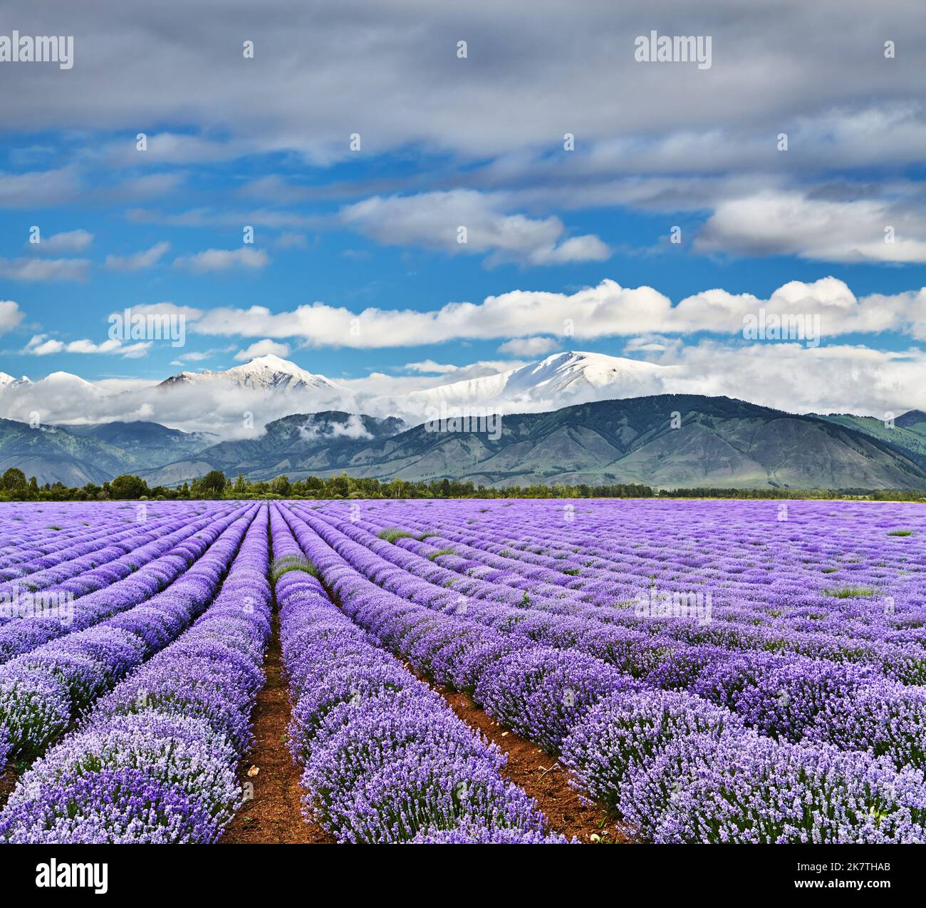 Landschaft mit wunderschönen blühenden Lavendelfeldern und verschneiten Bergen Stockfoto