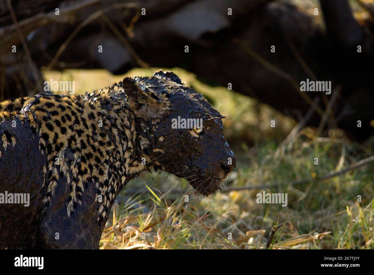 Der Leopard braucht jetzt ein Bad. Botswana: WENN SIE?VE von der ...