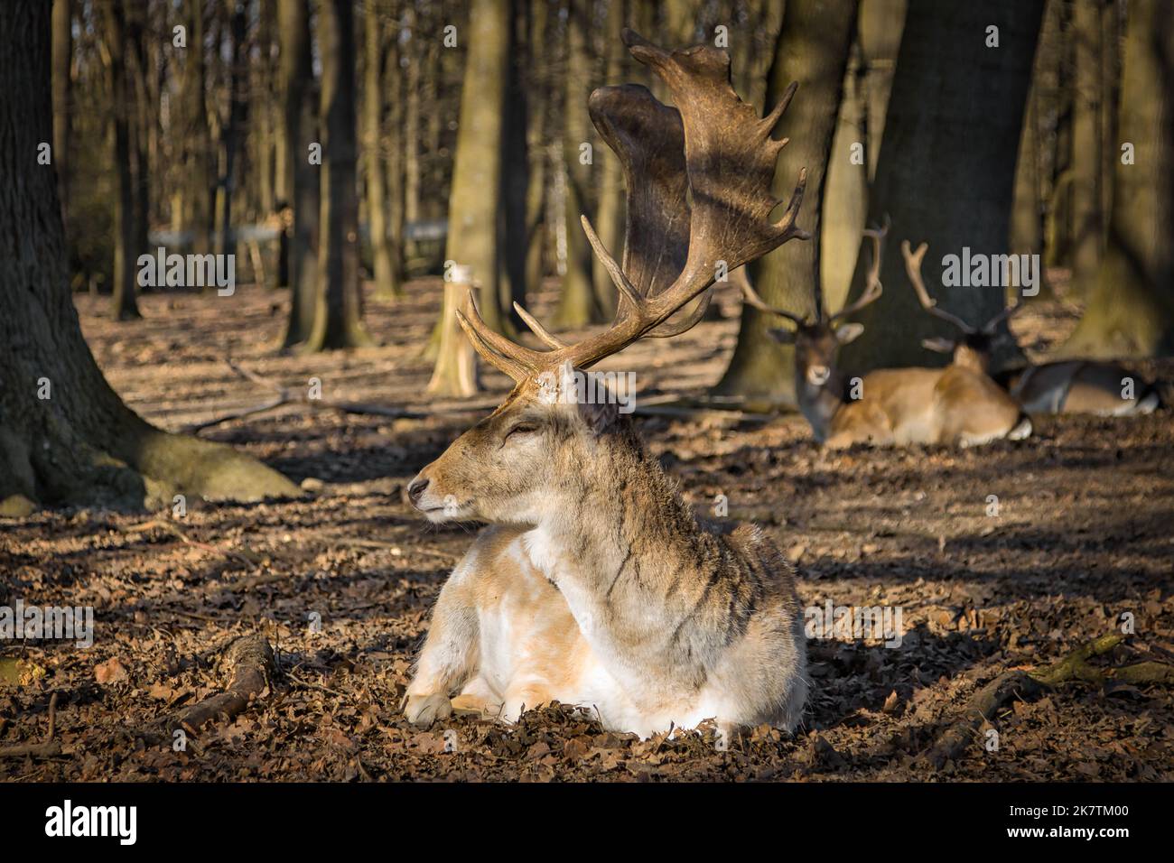Stolze Hirsche, die mit ihren Freunden die Herbstsonne genießen Stockfoto