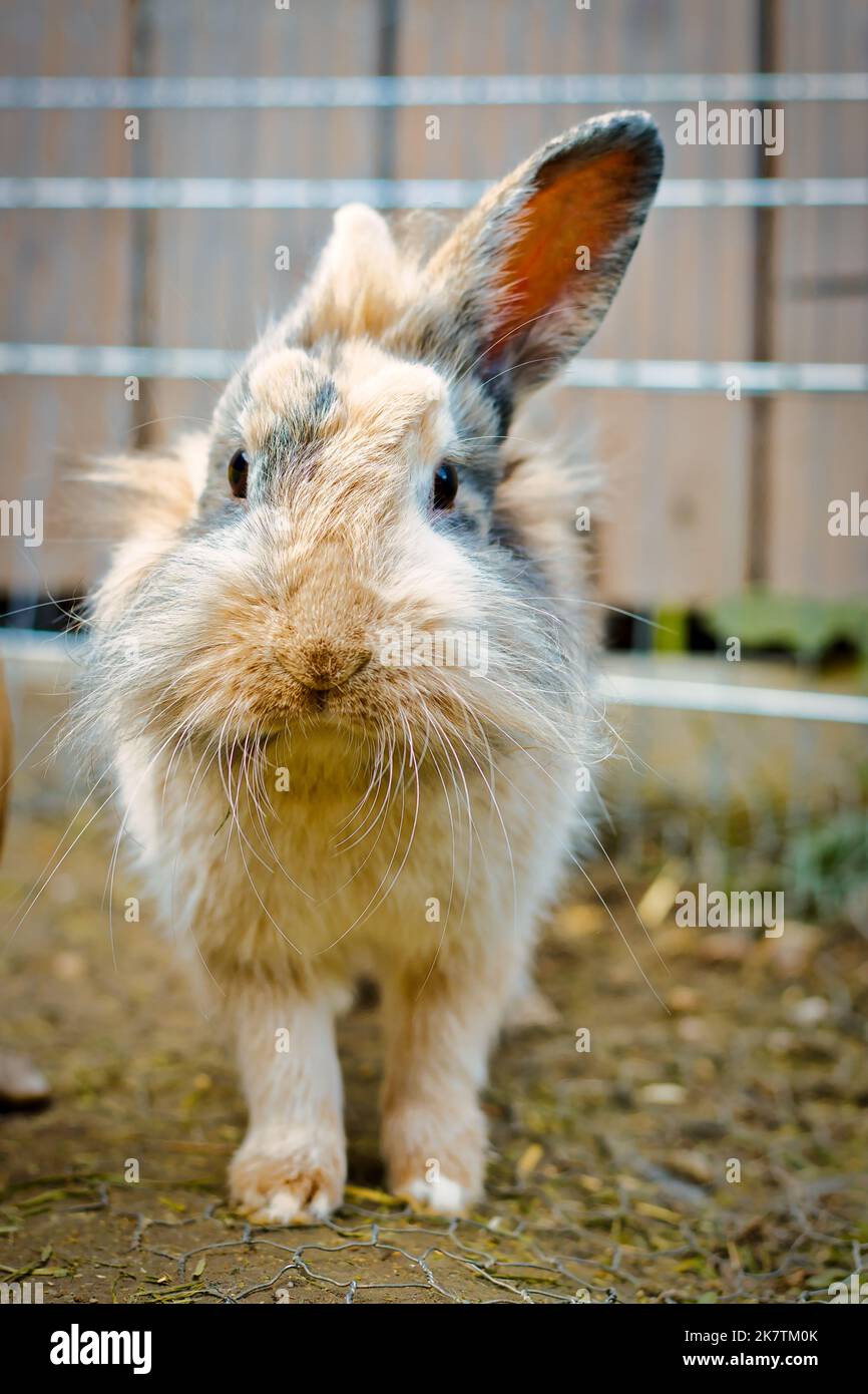 Niedliches Häschen, das in deine Richtung schaut Stockfoto