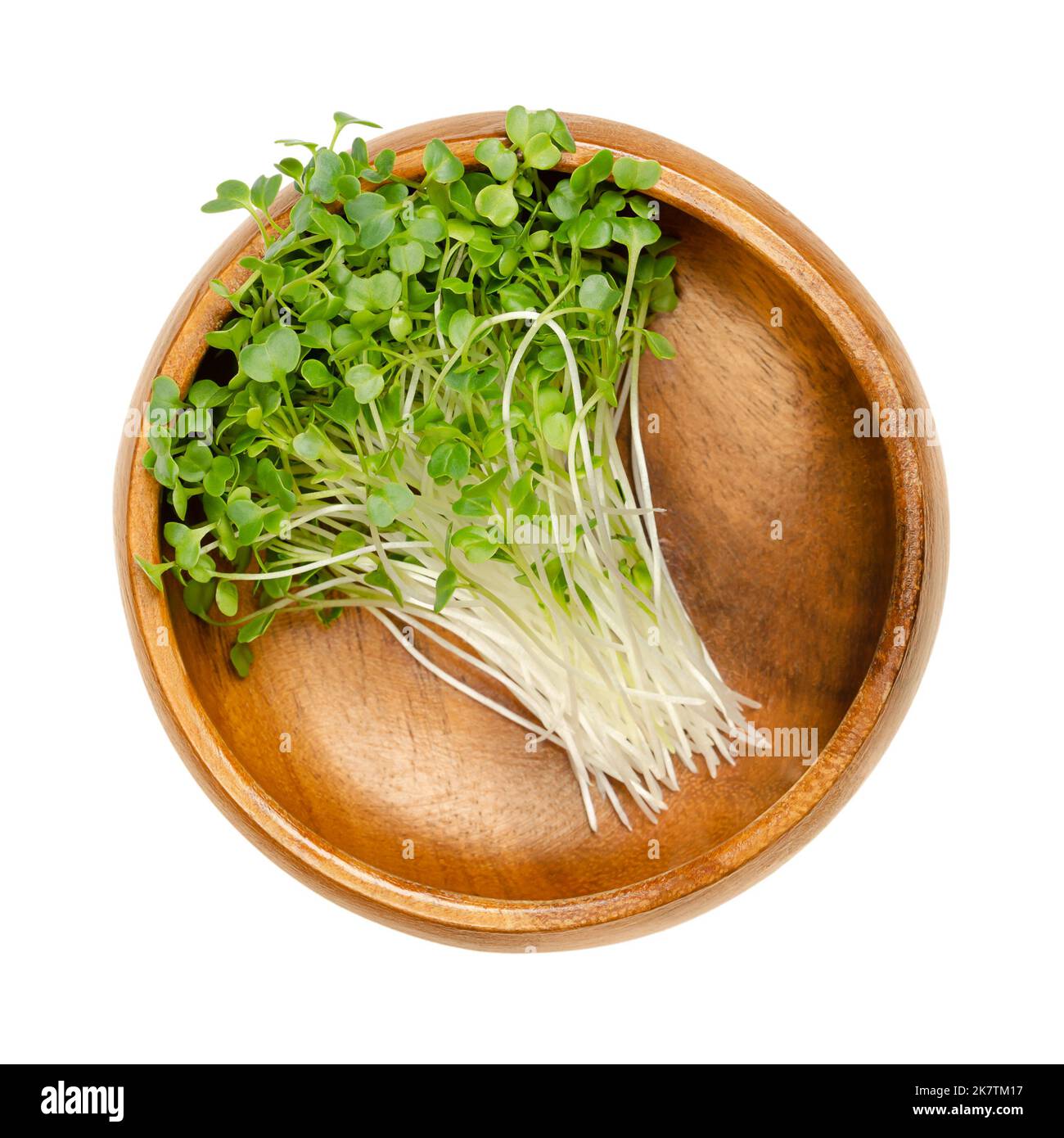 Kale schießt, Mikrogrüns in einer Holzschale. Bereit, grüne Sämlinge und junge Pflanzen von Blattkohl zu essen. Gekeimter, lockiger Blattkohl, Brassica oleracea. Stockfoto
