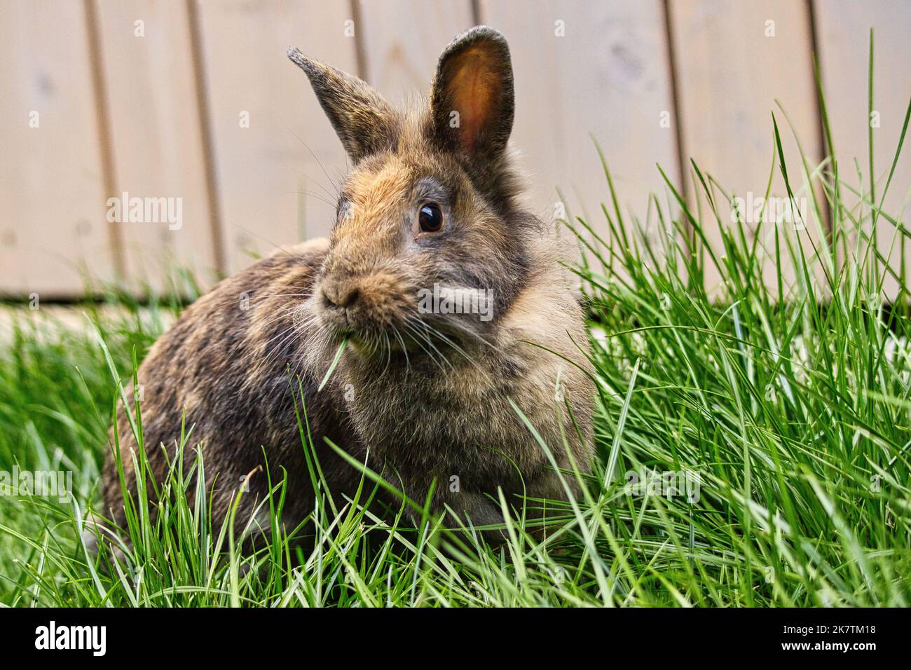 Niedliches Kaninchen, das grünes, leckeres Gras frisst Stockfoto