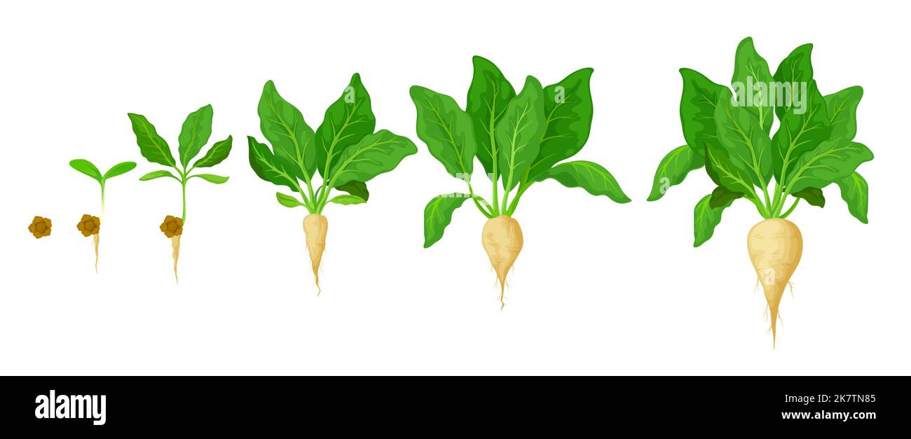 Zuckerrüben wachsen. Zeitrahmen für das Wachstum von Saatgut in der Landwirtschaft, Keimung von Pflanzen und Fortschritt der Entwicklung von Pflanzen. Saatgut aus Zuckerrüben in landwirtschaftlichen Betrieben entwickelt sich in Phasen mit Samen- und süßer Wurzelernte Stock Vektor