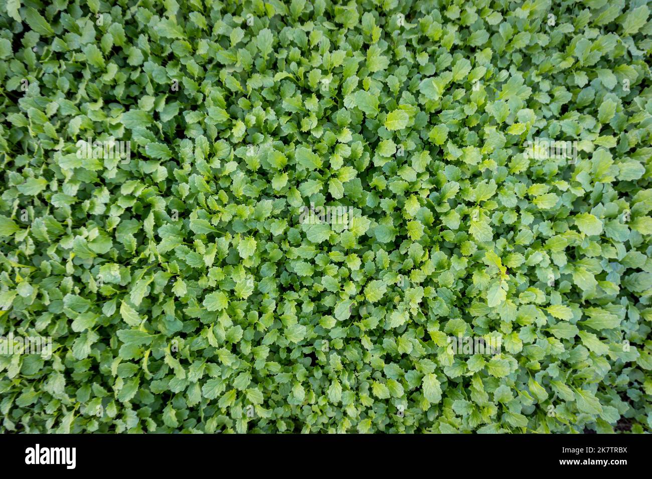 Weißer Senf oder Sinapis alba grüne Gülle Pflanzen, Unkrautunterdrückungsmittel wächst im Garten Draufsicht. Stockfoto