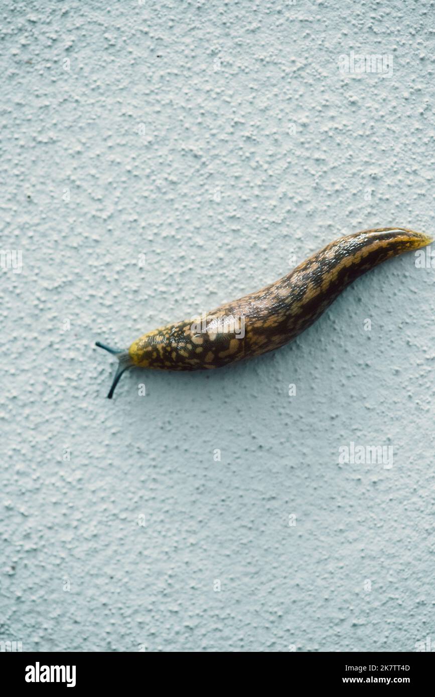 Gartenschnecke oder Schnecke auf weißem Wandhintergrund mit Kopierfläche Stockfoto