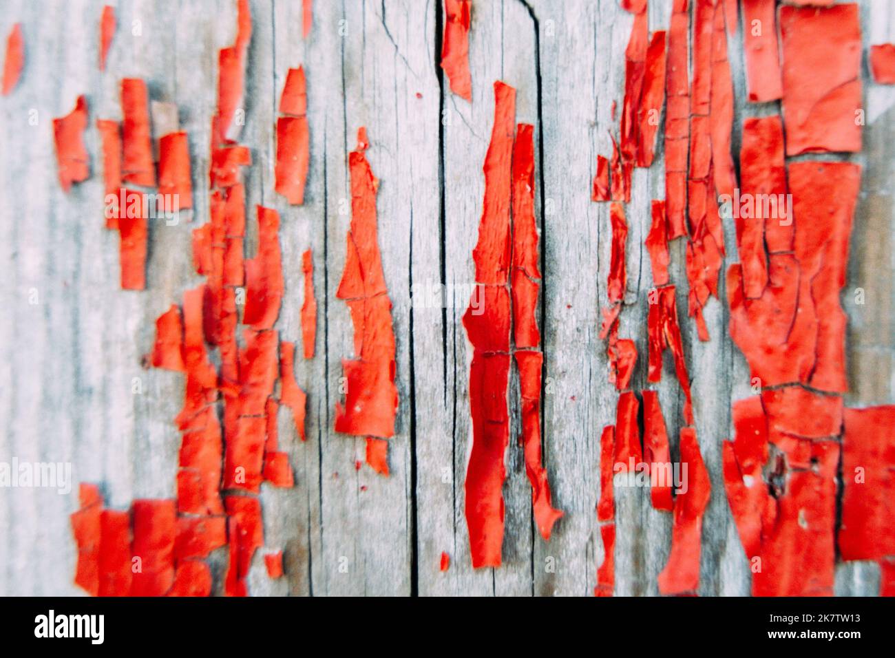 Natürliche Textur für Hintergrund und Design. Alte rissige, knallige, leuchtend rote Farbe an der Holzwand oder der Tür. Verwitterte, rauh lackierte Oberfläche mit Mustern Stockfoto