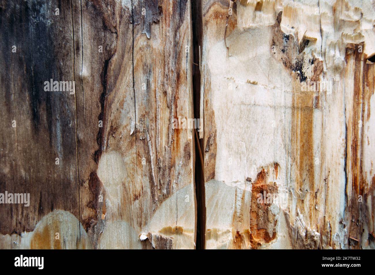 Ästhetischer Holzhintergrund. Alte braune rustikale Holzstruktur. Trockener, fauler, strukturierter Hintergrund. Authentisches getrocknetes rissgesprungenes Holz Rau, verzweifelt Stockfoto