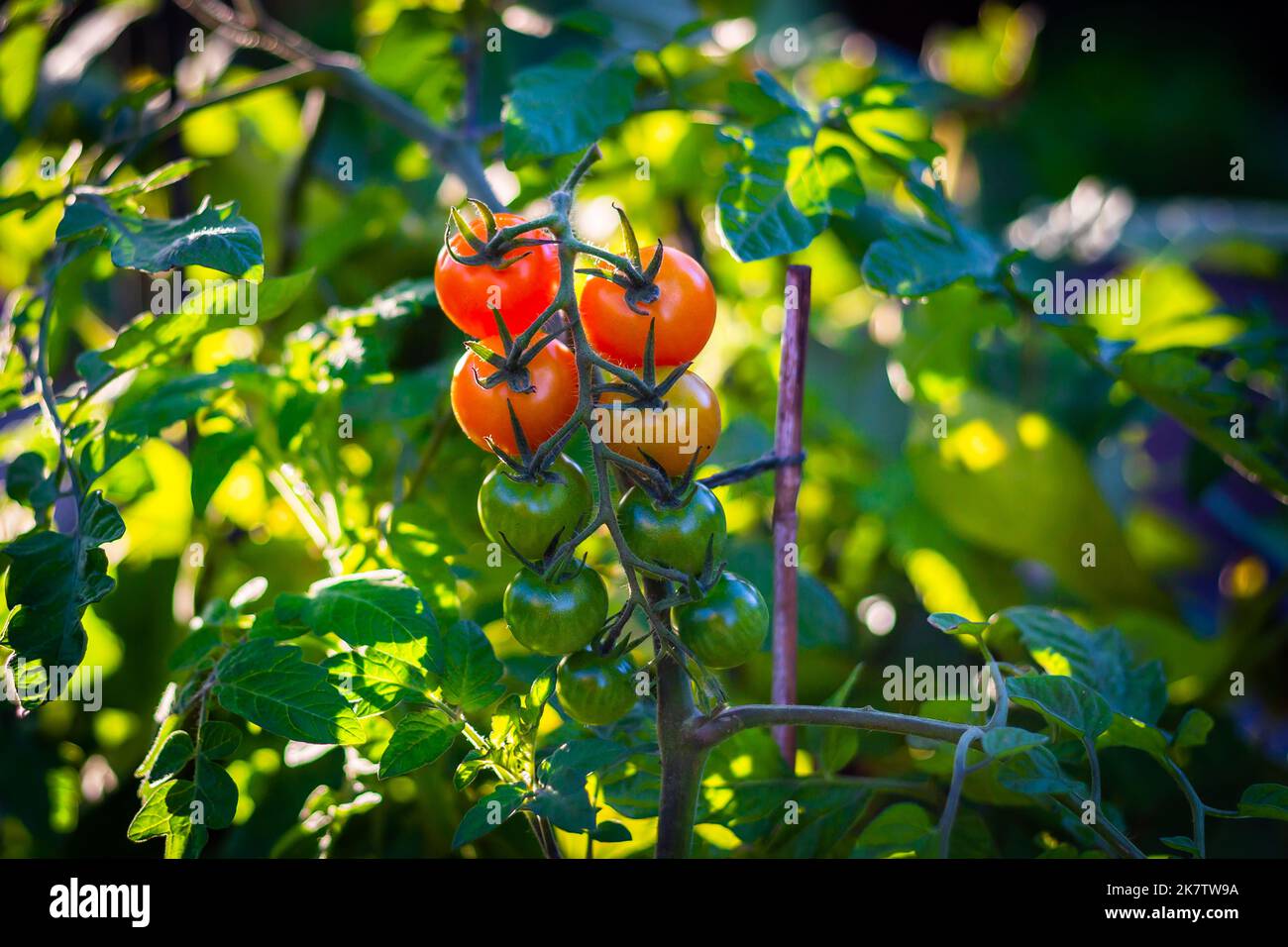 Selbst angebaute Tomaten auf einem kleinen Gartengrundstück sind die leckersten!schöne rote Toms leuchten, mit hinterleuchteten Sonnenschein und ein paar grüne noch zu reifen Stockfoto