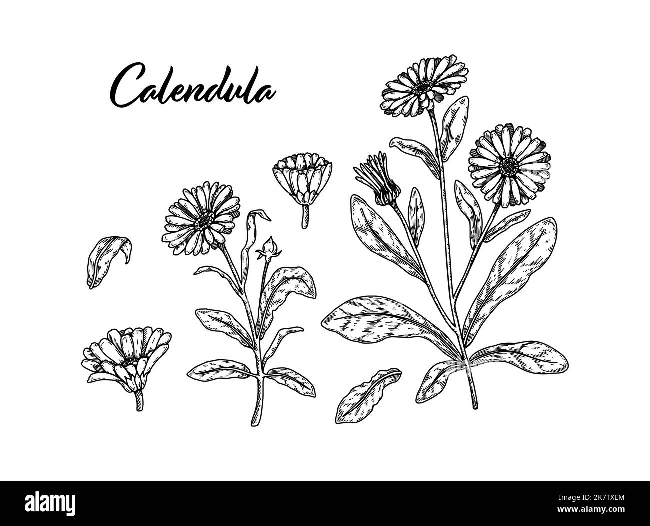 Set von handgezeichneten Ringelblumen. Vektordarstellung im Skizzenstil. Realistische detaillierte botanische Designelemente Stock Vektor