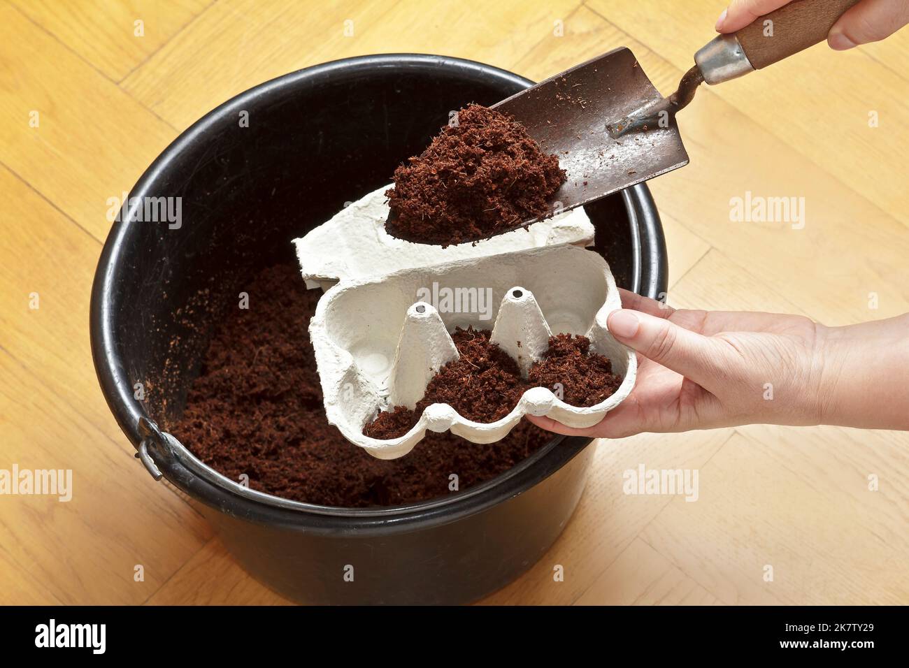 Schritt für Schritt Anleitung für preisgünstig wachsende Tomatenpflanzen aus Samen auf einer Fensterbank: 1. Eierkarton mit Erde füllen, um als Aussaatbehälter zu verwenden. Stockfoto