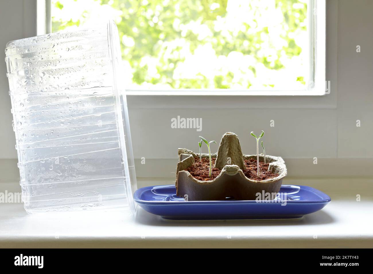 Schritt für Schritt Anleitung für preisgünstig wachsende Tomatenpflanzen aus Samen auf einer Fensterbank: 6. Nach 4 bis 10 Tagen erscheinen die ersten Pflanzlinge. Stockfoto