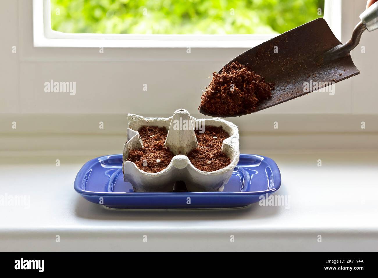 Schritt für Schritt Anleitung für kostengünstig wachsende Tomatenpflanzen aus Samen auf einer Fensterbank: 3. Erde auffüllen, so dass die Samen nur leicht bedeckt sind. Stockfoto