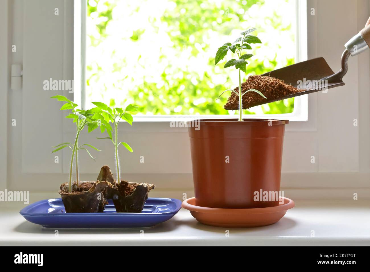 Schritt für Schritt Anleitung für den Anbau von Tomatenpflanzen aus Samen auf einer Fensterbank: 8. Wählen Sie stärkste Pflanzen und umtopfen Sie sie in größere Behälter Stockfoto