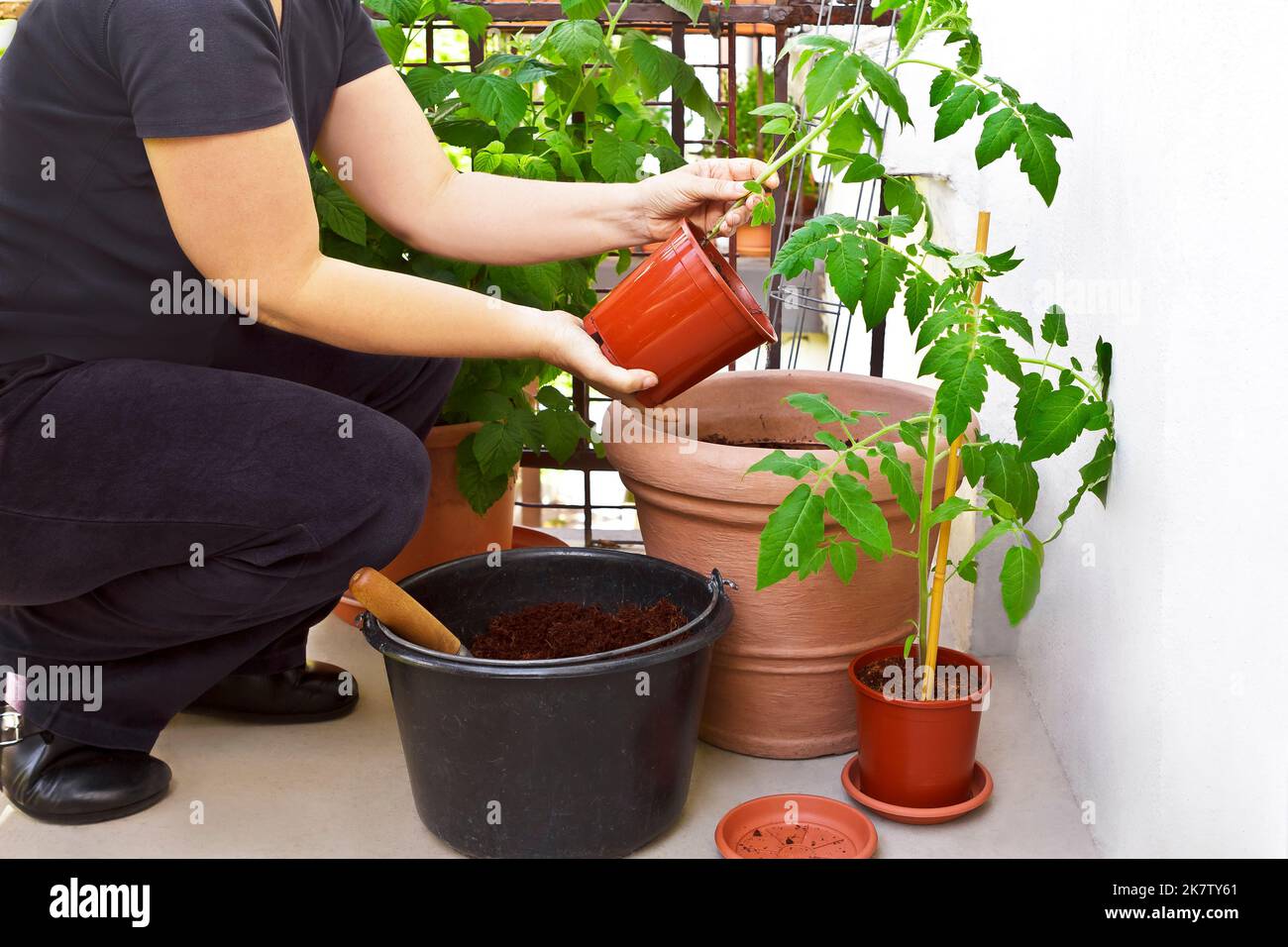 Schritt für Schritt Anleitung für den Anbau von Tomatenpflanzen aus Samen: 9. Wenn die Nachttemperaturen über dem Gefrierpunkt liegen, in einen großen Sommerbehälter umtopfen. Stockfoto